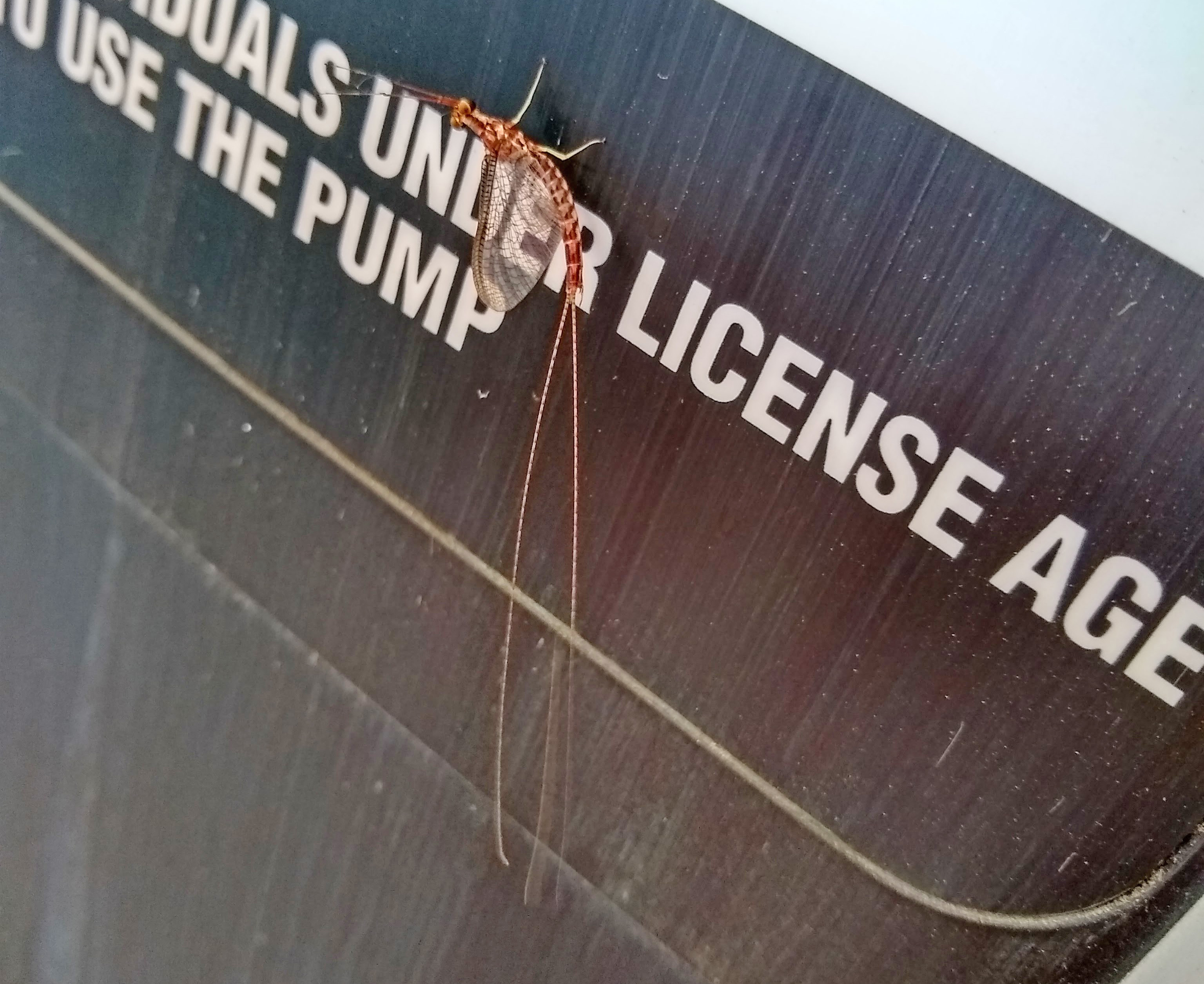 A mayfly on the side of a gas station pump